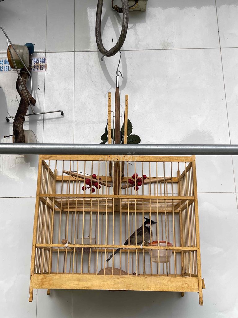 Chim chào mào mái khỏe mạnh siêng hót cả bộ. Mua bán Chim tại Huyện Bình Chánh Tp Hồ Chí Minh được đăng bởi Thanh Nguyen hình 1
