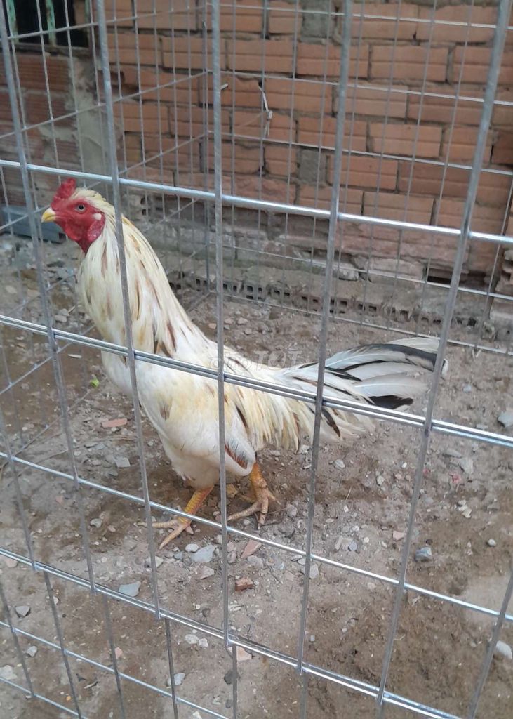 Gà Việt rặc 2k55 zin. Mua bán Gà tại Thành phố Thủ Đức Tp Hồ Chí Minh được đăng bởi Trọng Hoàng Kê hình 1