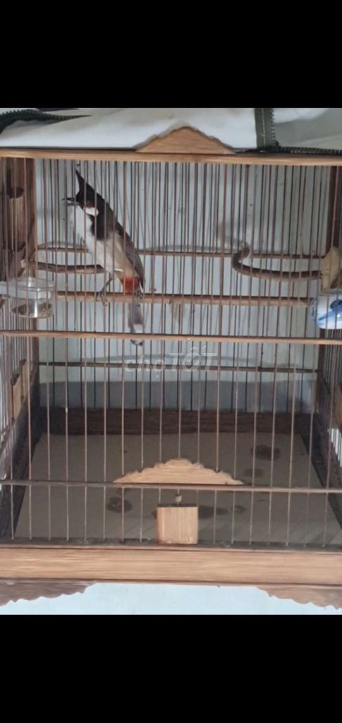 Chào Mào Đấu Trường Phách Tốc Độ Nhạy Ché Mùa 3. Mua bán Chim tại Thành phố Thủ Đức Tp Hồ Chí Minh được đăng bởi Chào Mào Bổi Giàn Cứng Thi Đấu hình 1