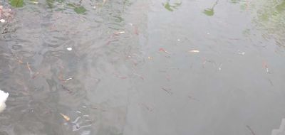 Guppy Bảy màu - Thanh lý cá 7 màu tạp, 1k/1con. Mua bán Thú cưng khác tại Thành phố Biên Hòa Đồng Nai được đăng bởi Hoa Lan Sưu Tầm