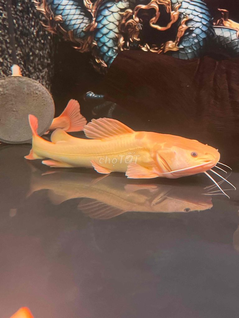 Cá Xanti 30cm màu Vàng. Mua bán Thú cưng khác tại Huyện Củ Chi Tp Hồ Chí Minh được đăng bởi Tuấn Bảo hình 1