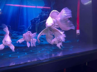 Cá cảnh Trắng hồng