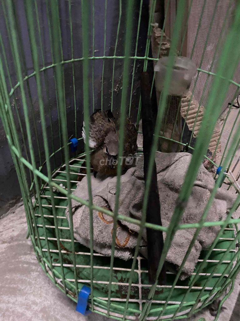Chim cu đất non. Mua bán Chim tại Huyện Mỏ Cày Nam Bến Tre được đăng bởi nguyên trần  hình 1