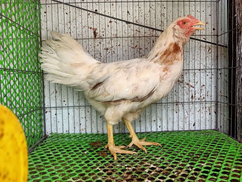 Gà mái nòi cựa. Mua bán Gà tại Quận 8 Tp Hồ Chí Minh được đăng bởi Nguyen Linh hình 1