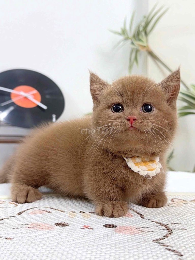Mèo Anh chân ngắn và chân dài giá chỉ từ 3tr. Mua bán Mèo tại Quận Tân Bình Tp Hồ Chí Minh được đăng bởi Meow Meow Cattery hình 1