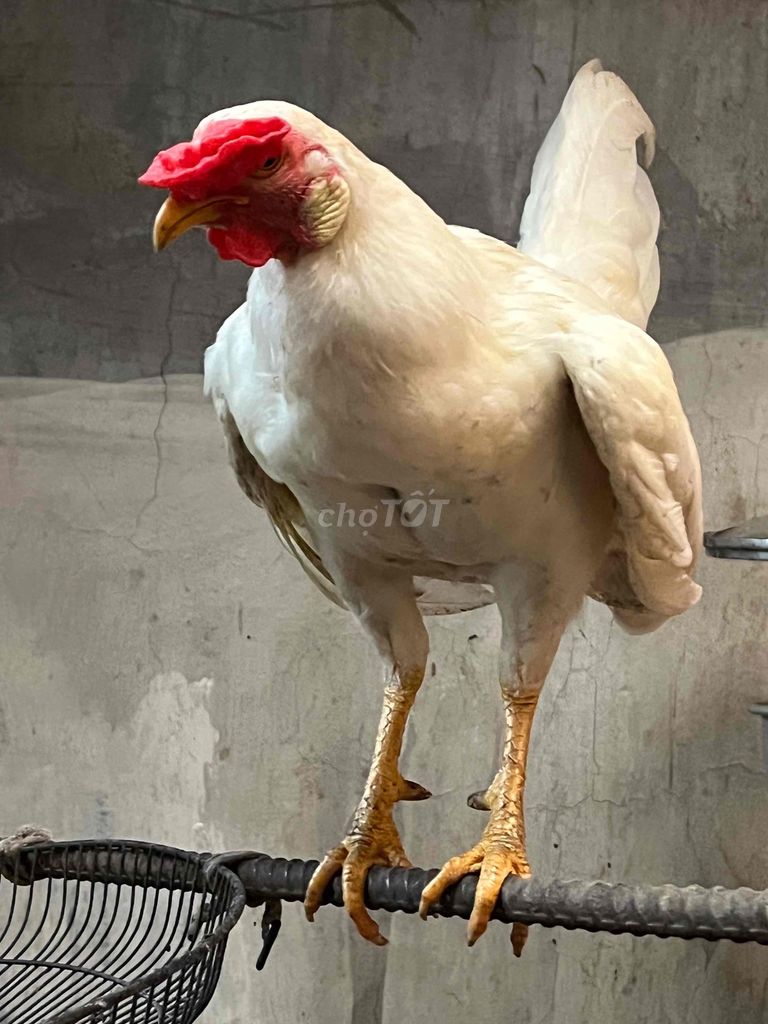 ga buom 1kg1 9 tháng tuổi
