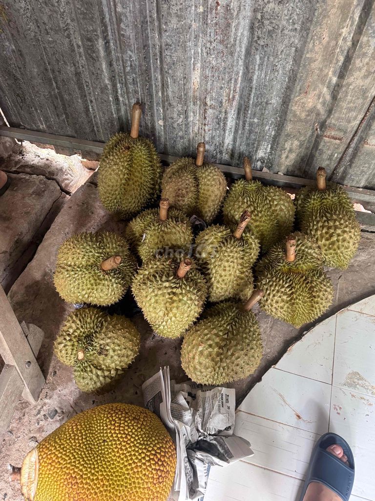 Sầu riêng Monthong Tiên Thủy Bến Tre. Mua bán Đồ ăn, thực phẩm và các loại khác tại Quận 3 Tp Hồ Chí Minh được đăng bởi Nguyễn Duy Khanh hình 1