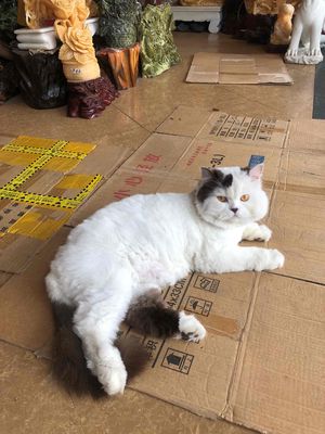 Mèo Ba Tư lông dài