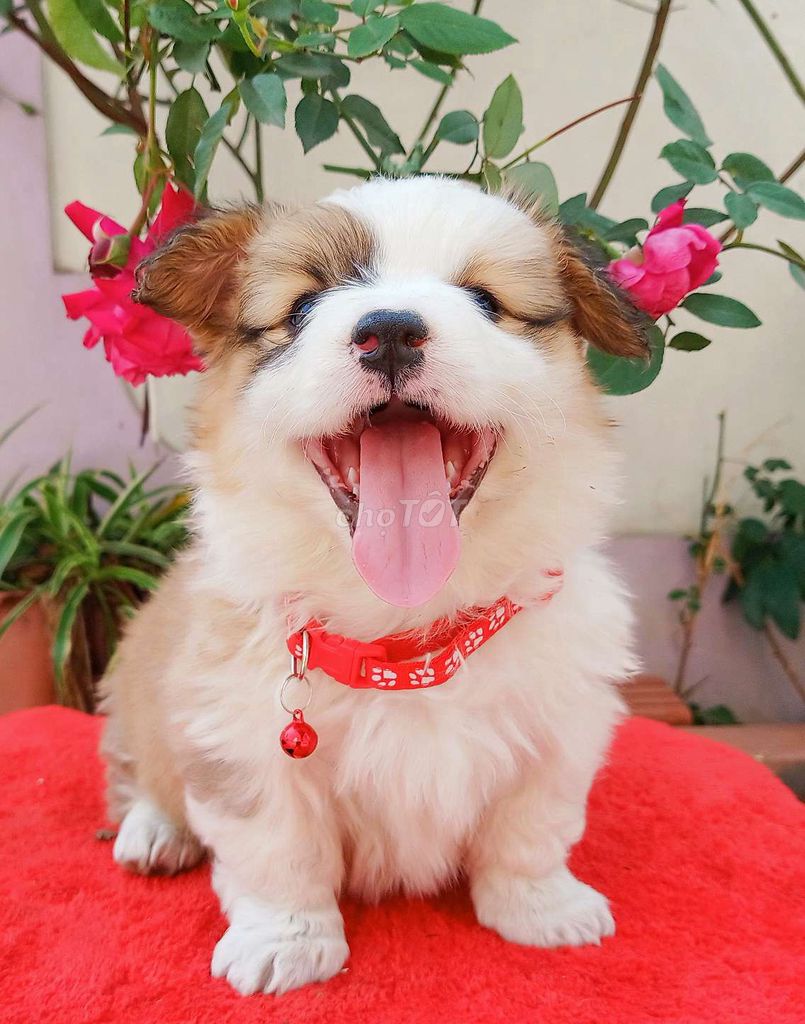 Bé corgi lông dài hóng ba mẹ đón về