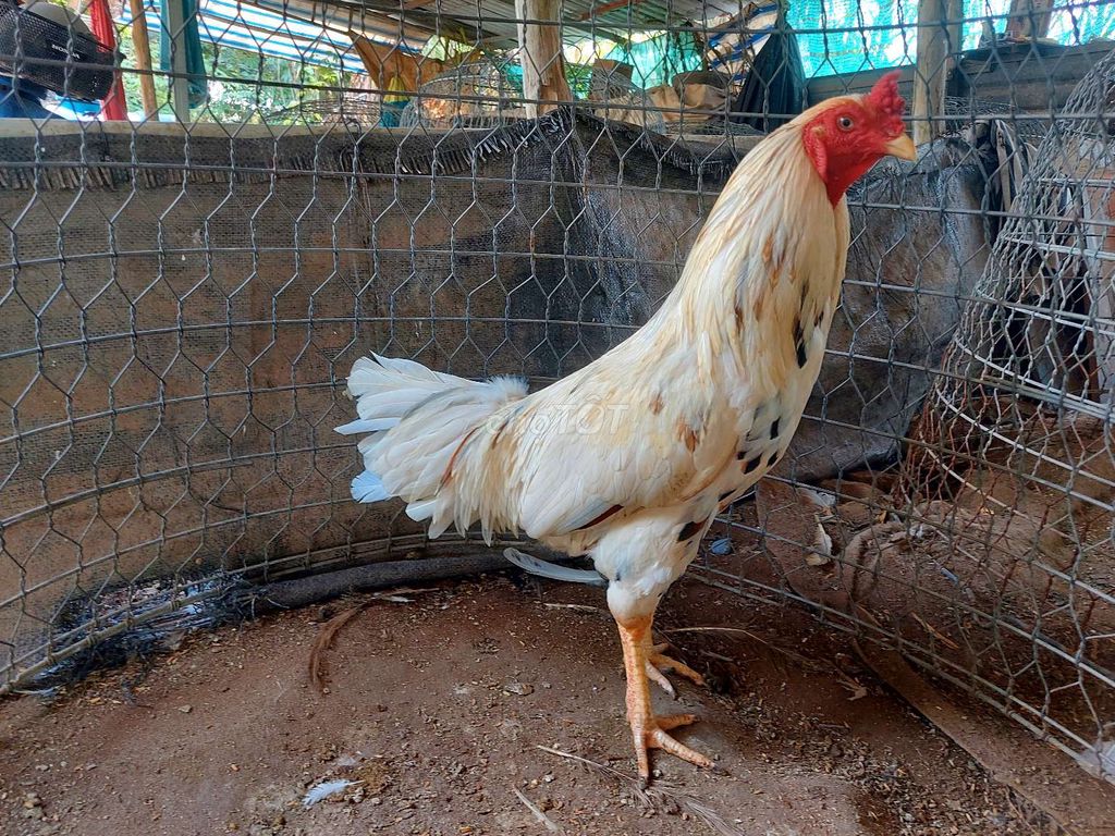 Bán gà bướm chân vàng 3,1 kg gà con Cừ con không