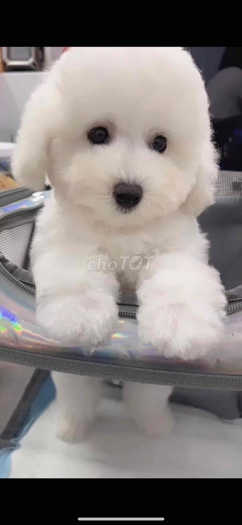 Bichon đực