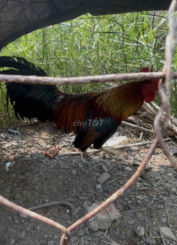 Gà Đực. Mua bán Gà tại Thành phố Thủ Đức Tp Hồ Chí Minh được đăng bởi Tên chưa cung cấp hình 1