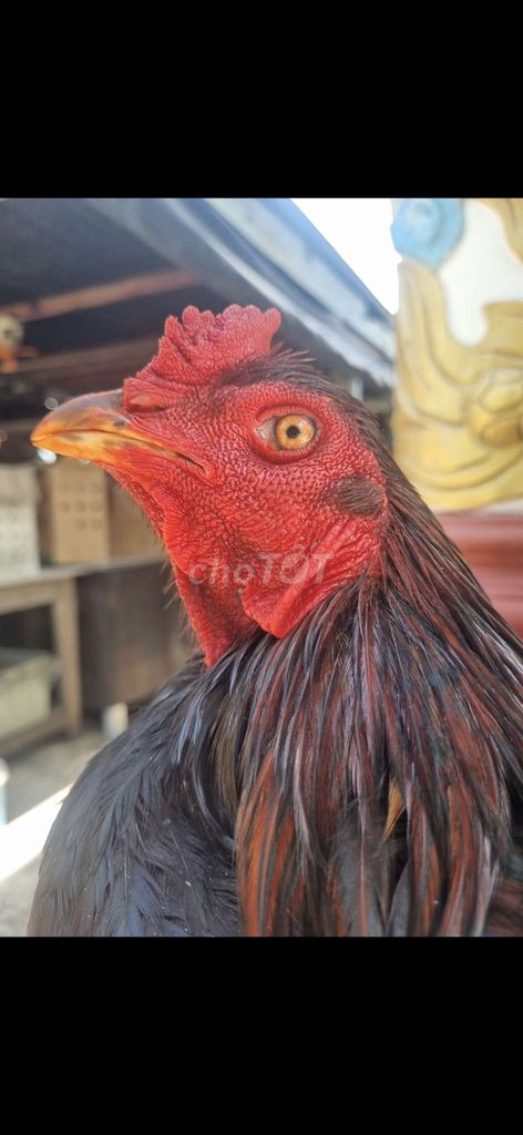 Gà trống 4 ký3 tơ 6 tháng. Mua bán Gà tại Thành phố Tân An Long An được đăng bởi Nguyễn Khánh  hình 1