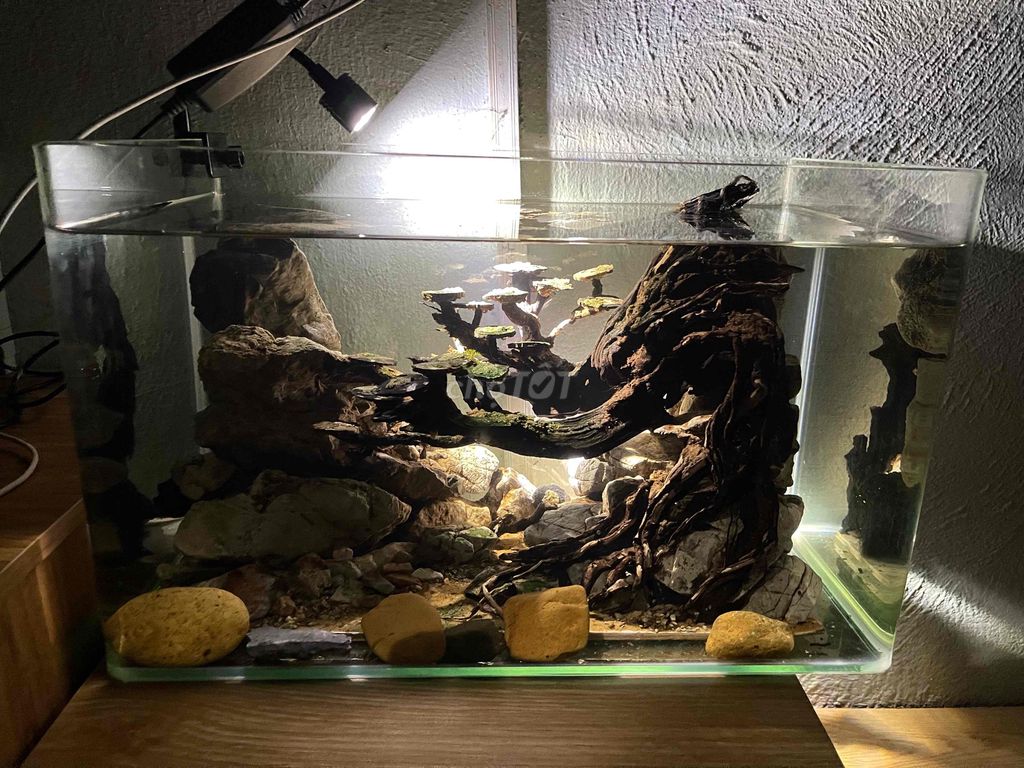 Thanh lý bể cá. Mua bán Phụ kiện, Thức ăn, Dịch vụ tại Thành phố Thủ Đức Tp Hồ Chí Minh được đăng bởi Sen hình 1