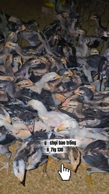 Gà chọi con trống 0.7kg