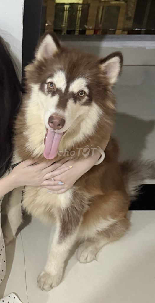 Chó Alaska thuần chủng 8 tháng. Mua bán Chó tại Quận Liên Chiểu Đà Nẵng được đăng bởi Minh Đức hình 1
