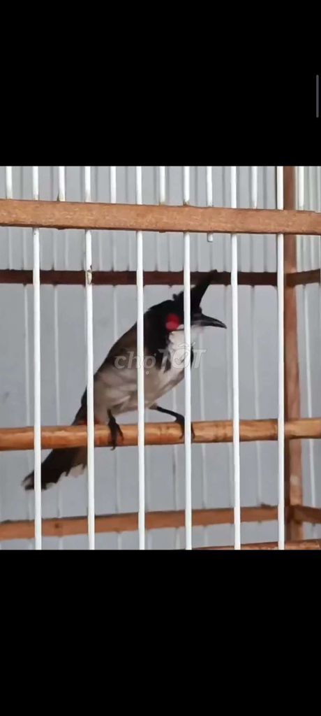 Chim chào mào indo trống. Mua bán Chim tại Quận Bình Tân Tp Hồ Chí Minh được đăng bởi Nguyễn Nam hình 1