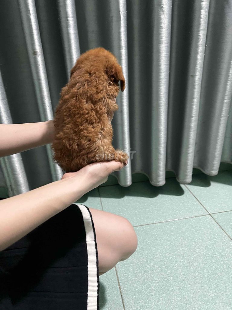 Chó con Poodle size Tiny