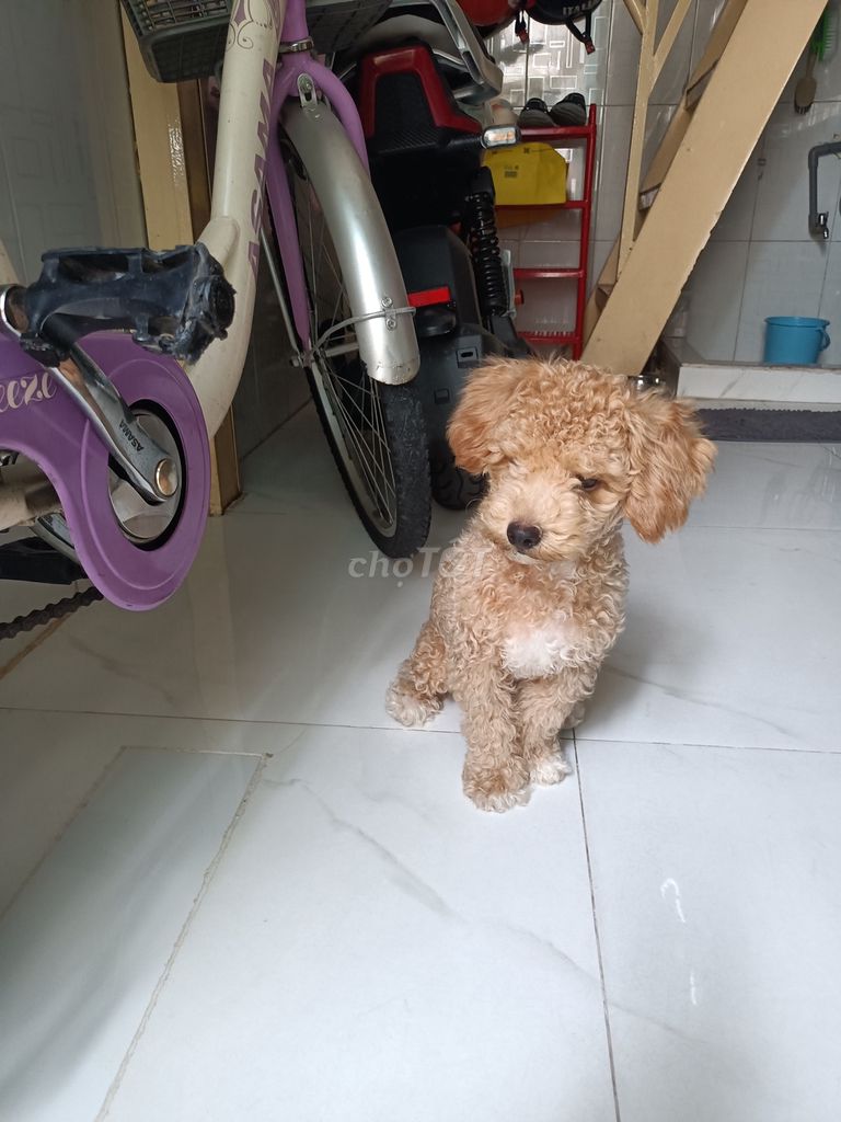 Chó Poodle đực Nâu vàng hiền lành. Mua bán Chó tại Quận Phú Nhuận Tp Hồ Chí Minh được đăng bởi Phuong hình 1