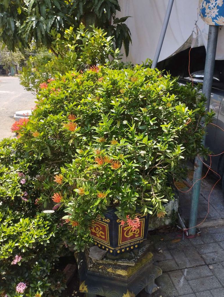 Cây hoa mẫu đơn ( hoa trang ) đã thuần chậu. Mua bán Cây cảnh, đồ trang trí tại Huyện Cao Lãnh Đồng Tháp được đăng bởi Tân hình 1