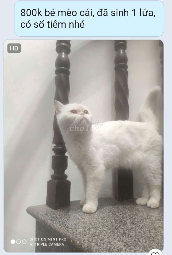 Mèo Exotic cái đã tiêm phòng. Mua bán Mèo tại Quận Bình Tân Tp Hồ Chí Minh được đăng bởi Đình Quốc hình 1