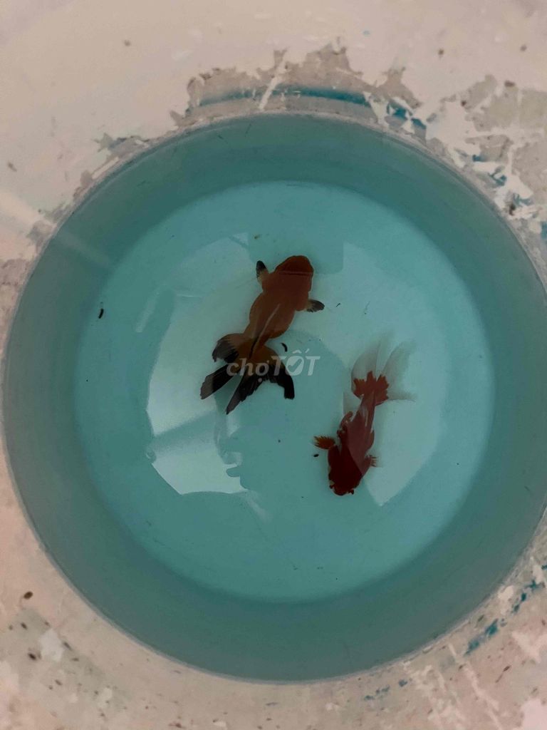oranda đuôi lụa