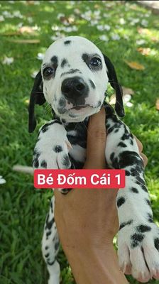 Tìm nhà cho 6 em Chó Đốm Cái 2-3 tháng như hình. Mua bán Chó tại Huyện Củ Chi Tp Hồ Chí Minh được đăng bởi Nguyễn Huy