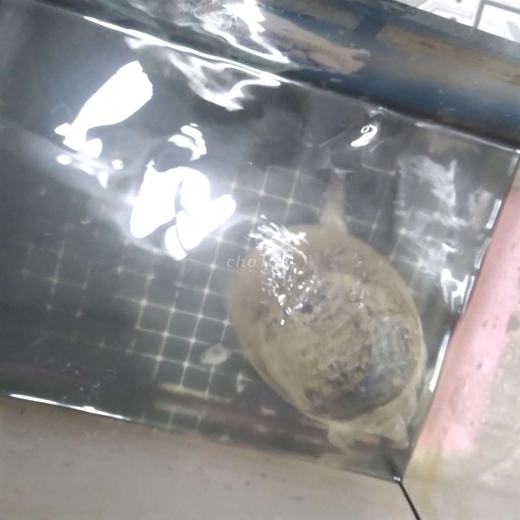 Thanh lý Baba. Mua bán Thú cưng khác tại Thị xã Bến Cát Bình Dương được đăng bởi Hiroki hình 1