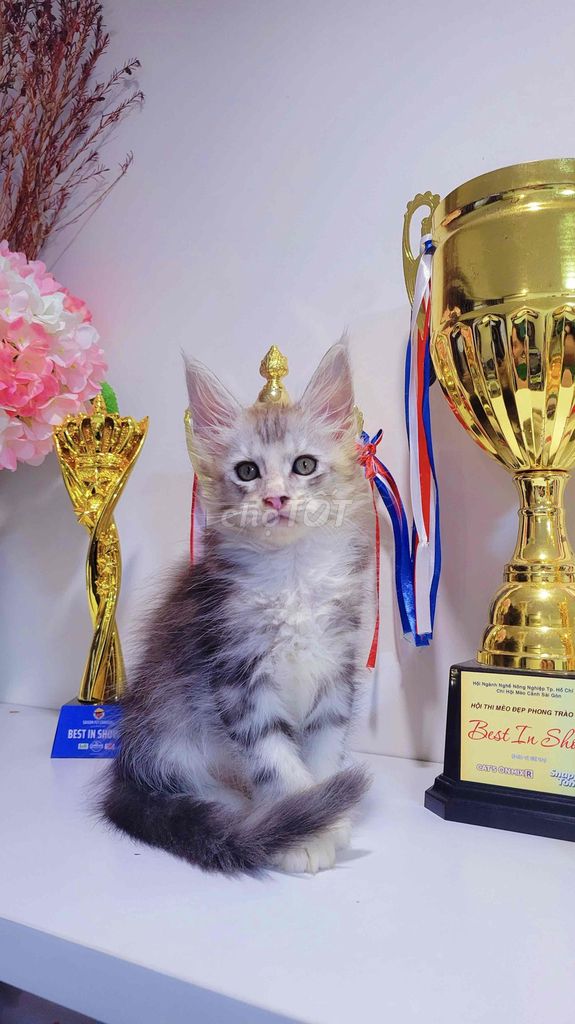 Mèo Maine Coon Silver ns22 🐱🏆. Mua bán Mèo tại Quận Bình Thạnh Tp Hồ Chí Minh được đăng bởi Khanh Xu hình 1