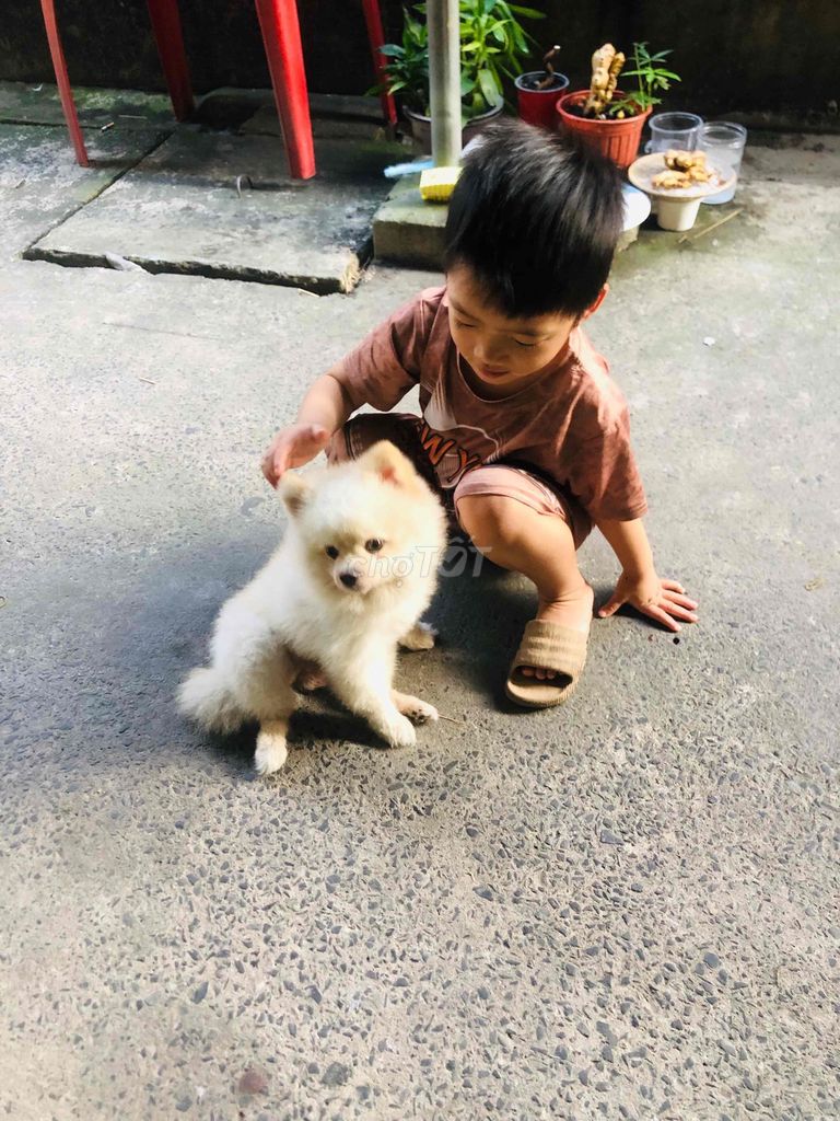 Chó Phốc Sóc trắng đã tiêm. Mua bán Chó tại Huyện Hóc Môn Tp Hồ Chí Minh được đăng bởi Trang Trần  hình 1