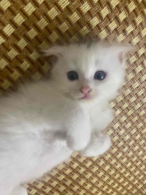 [Hải Phòng]Mèo ALD Tai Cụp cần tìm chủ