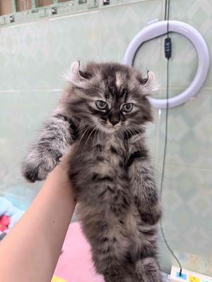 Mèo ALD tai soắn 2 tháng tuổi