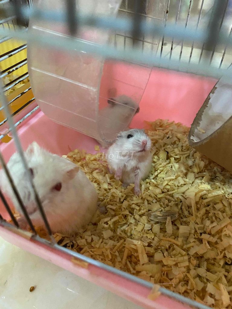 chuột hamster