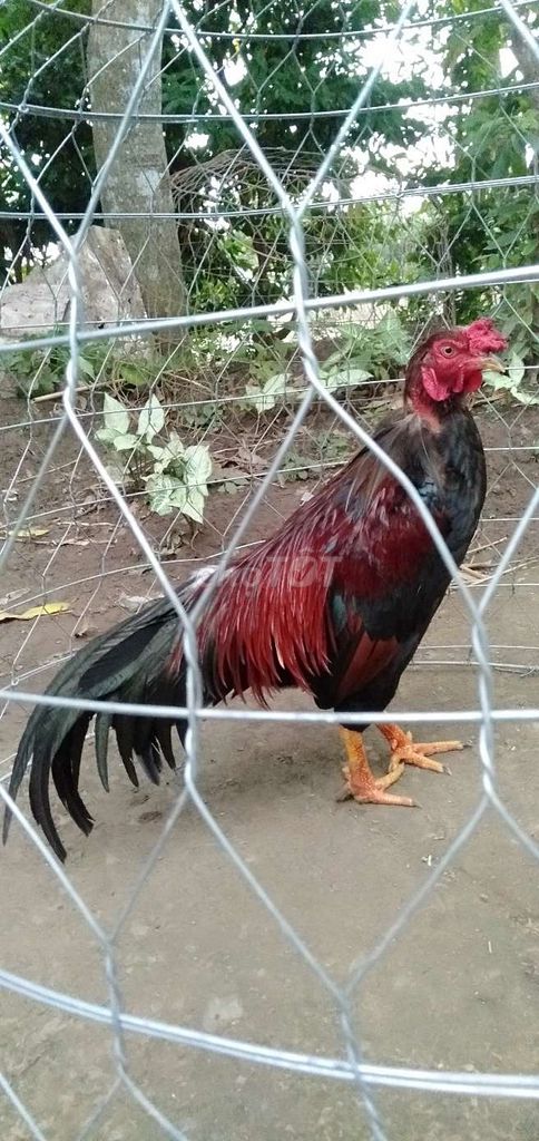 Gà trống 3kg Đỏ đen. Mua bán Gà tại Huyện Phong Điền Cần Thơ được đăng bởi Ký cần Thơ  hình 1