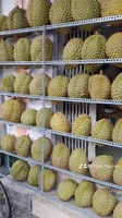 Cửa hàng sâu riên