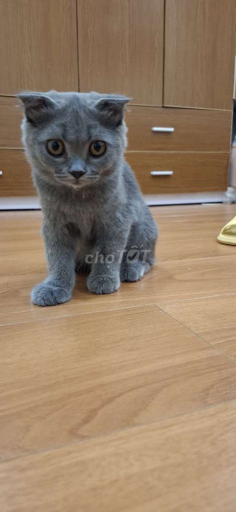 Mèo ALN tai cụp Xám chân lửng. Mua bán Mèo tại Quận 8 Tp Hồ Chí Minh được đăng bởi Tan Ai Lan hình 1