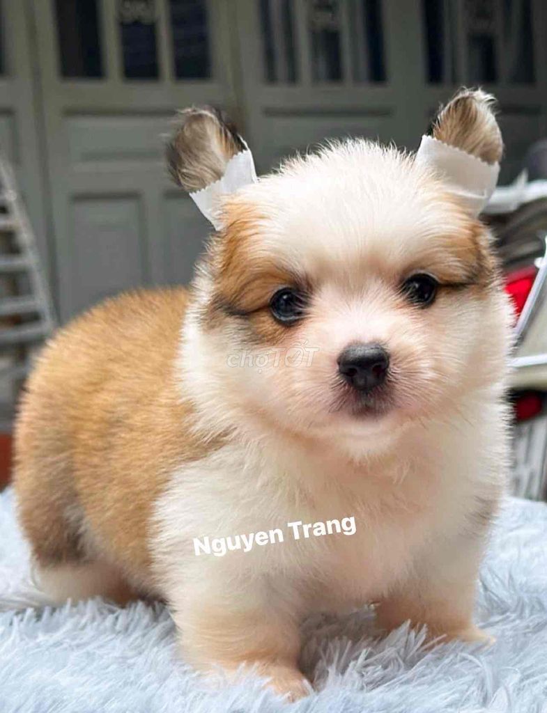 chó corgi mông bự xiu iu