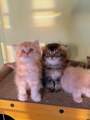 Mèo nhà nuôi cần tìm sen. Mua bán Mèo tại Thành phố Biên Hòa Đồng Nai được đăng bởi Thảo Nguyễn