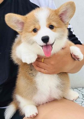 Chó Corgi đực cái 2.5 tháng