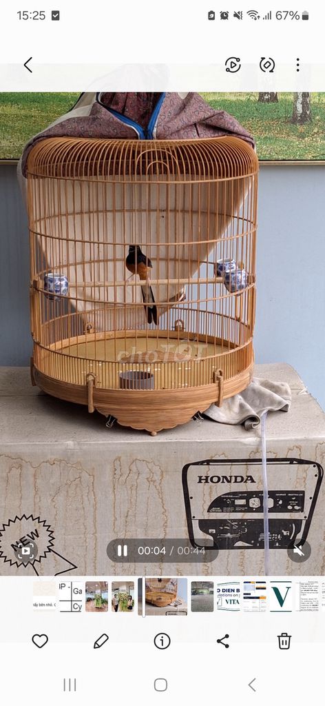 Chim cảnh Mini sẻ Đen cam trắng. Mua bán Chim tại Thành phố Thủ Đức Tp Hồ Chí Minh được đăng bởi Lê Anh hình 1