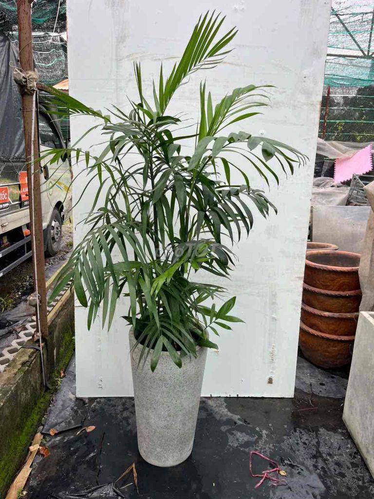 Cây  Cau Hawai  1,5m. Mua bán Cây cảnh, đồ trang trí tại Thành phố Thủ Đức Tp Hồ Chí Minh được đăng bởi Bảo hình 1
