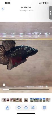 Cá Betta Plakat Blackgold Trống 3-3.5cm