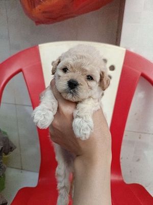 Chó Poodle Tiny