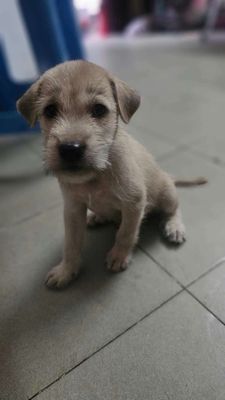 Chó con lai Phú Quốc. Mua bán Chó tại Quận 3 Tp Hồ Chí Minh được đăng bởi GIAO