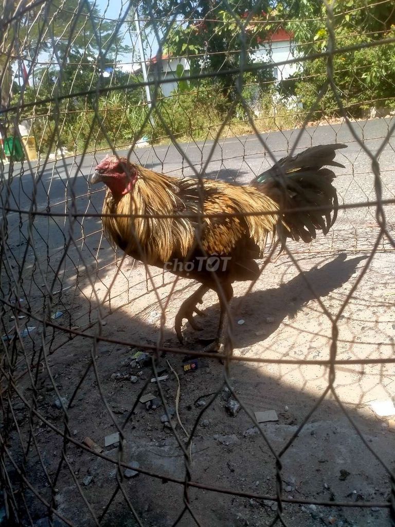 Gà Nâu vàng Đực. Mua bán Gà tại Thị xã Tân Châu An Giang được đăng bởi Minh Hiếu hình 1