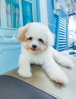 Cần bán gấp chó poodle cái cute