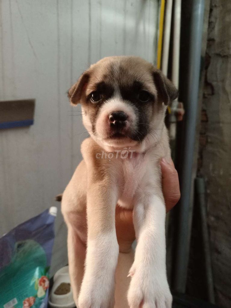 Chó Pug lai cỏ đã tiêm 1 mũi. Mua bán Chó tại Thành phố Biên Hòa Đồng Nai được đăng bởi QUYNH hình 1