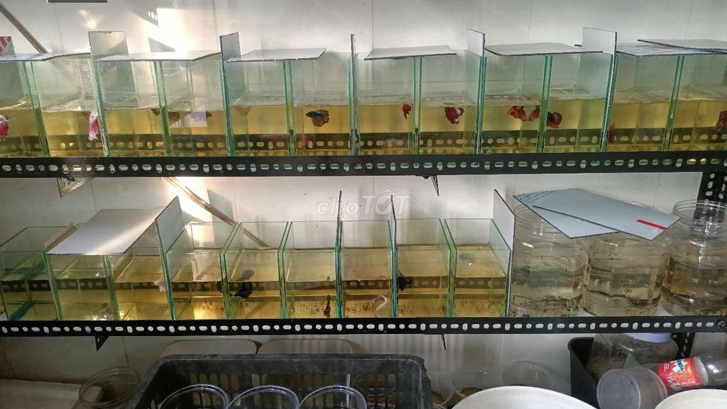 Cá Betta đủ loại chỉ từ 20k đến 40k. Mua bán Thú cưng khác tại Quận Bình Tân Tp Hồ Chí Minh được đăng bởi Betta sỉ lẻ hình 2