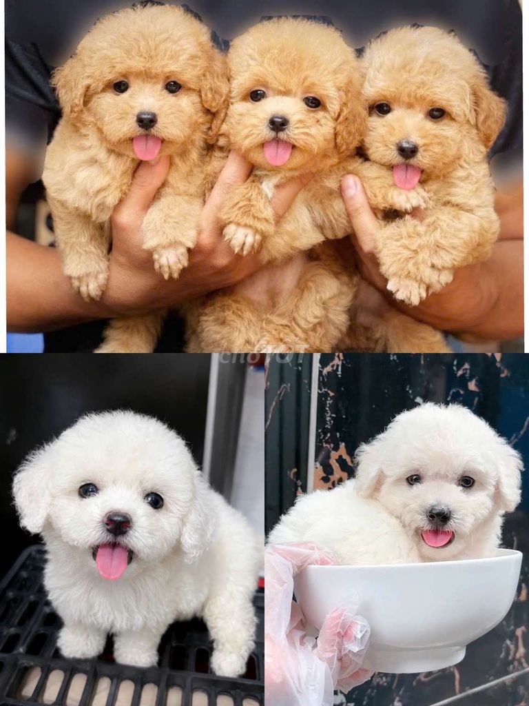 Chó Poodle Tiny 2 tháng. Mua bán Chó tại Quận Bình Tân Tp Hồ Chí Minh được đăng bởi Minh nguyễn  hình 1