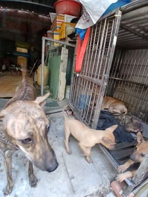 Chó Phú Quốc vàng dện